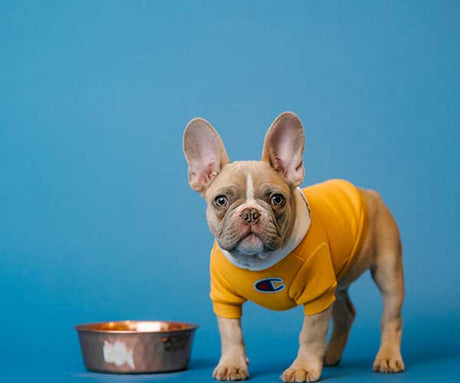 Is Grain-Free Dog Food Right for Your Pet? Discover the Benefits of Acabonac Pet Raw Dog Food