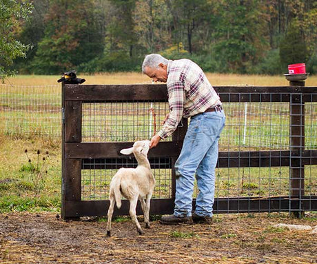 Acabonac Farms: A Trusted Source for Pasture-Raised Lamb and Supporting Local Economy