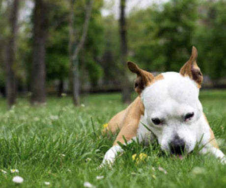 Why do dogs eat grass? Should I be worried?