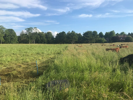 The Benefits of Rotational Grazing