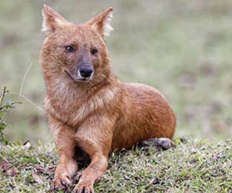 Is 80 10 10 Raw Dog Food Missing The Larger Picture?