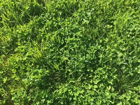 You Are What You Eat – And What You Eat Eats, Too