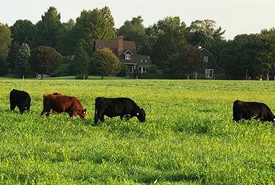 Where does your beef come from? Made In The USA Is Not The Same As Raised In The USA