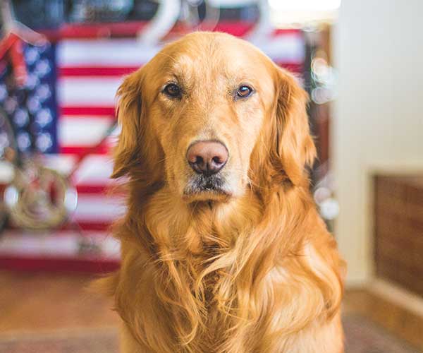 The Hidden Danger of Inflammation in Dogs: How a Kibble Diet Contributes and How Acabonac Pet Can Help