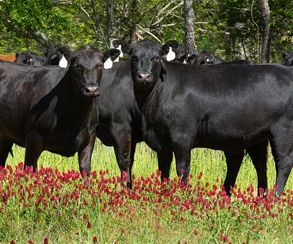 GrassFed vs. GrainFed How Your Meat Choices Impact Inflammation