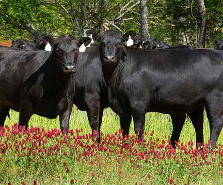 Grass-Fed vs. Grain-Fed: How Your Meat Choices Impact Inflammation