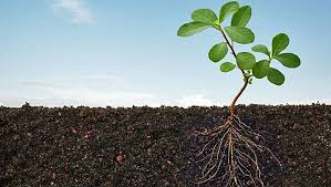 The Importance of Grass-Finished Cattle