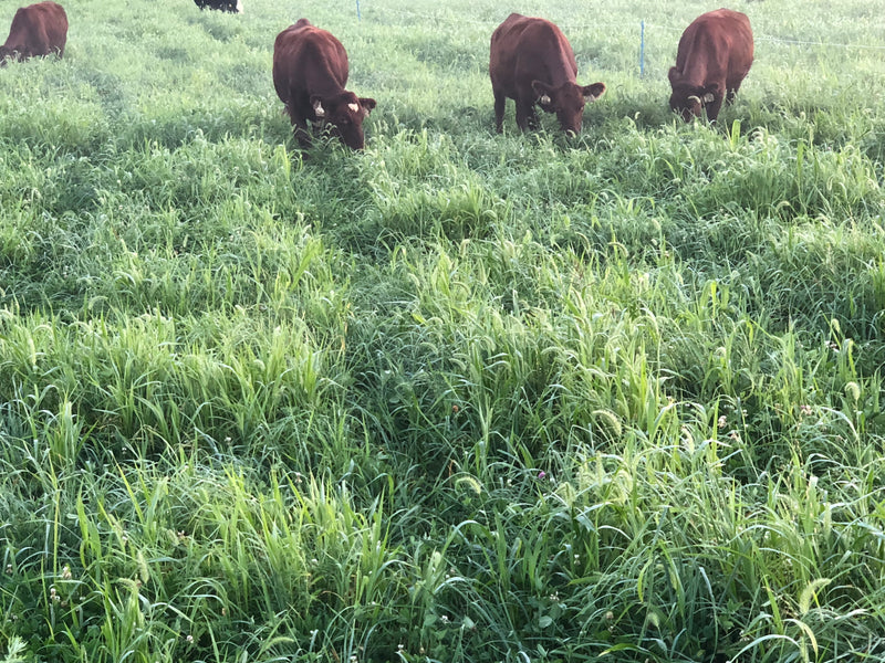 The Grass Behind Grass Fed Beef