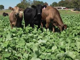 Building Forage