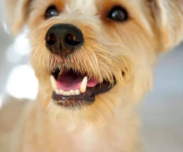 What Is the Best Food for Dogs With Bad Teeth?