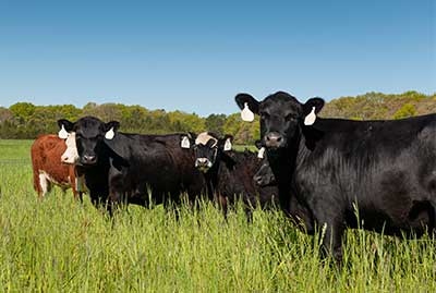 Students Offers Their Take on The Benefits of Grass-Fed Beef