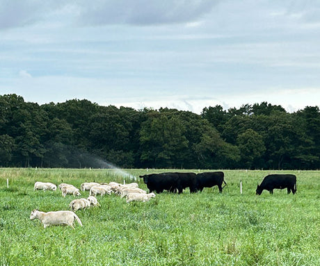 local cattle and lambs at Acabonac Farm