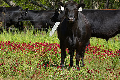 Why do we seed our pastures with clover?