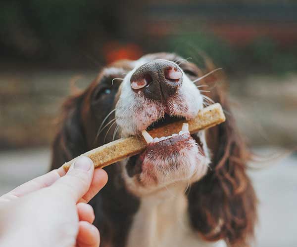 Canine Obesity: A Closer Look at Dog Breeds and the Role of Diet
