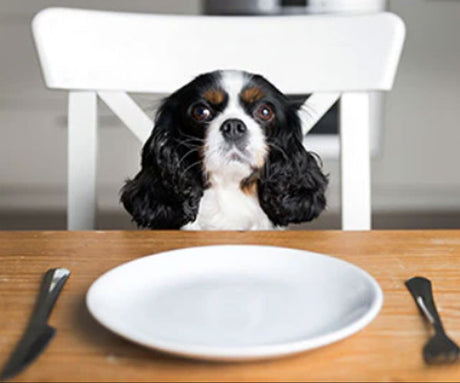 How Do You Feed a Dog Who is a Picky Eater?