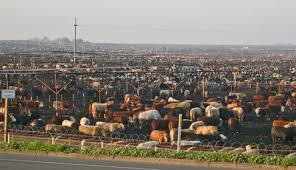 Industrial Beef vs. Acabonac Farms