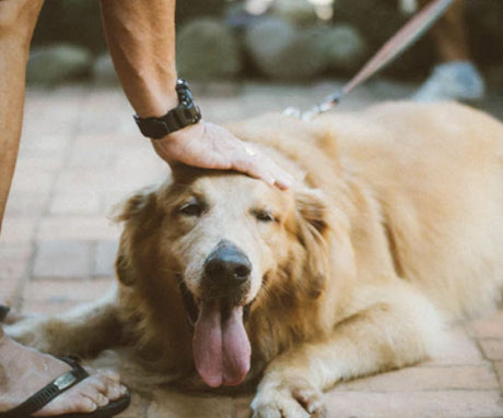 Ways To Fight Obesity In Your Dog