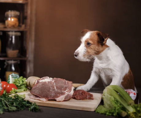 Is Raw Dog Food Grain-Free?