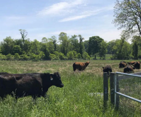Why Your Dog Should Eat Grass-Fed Beef