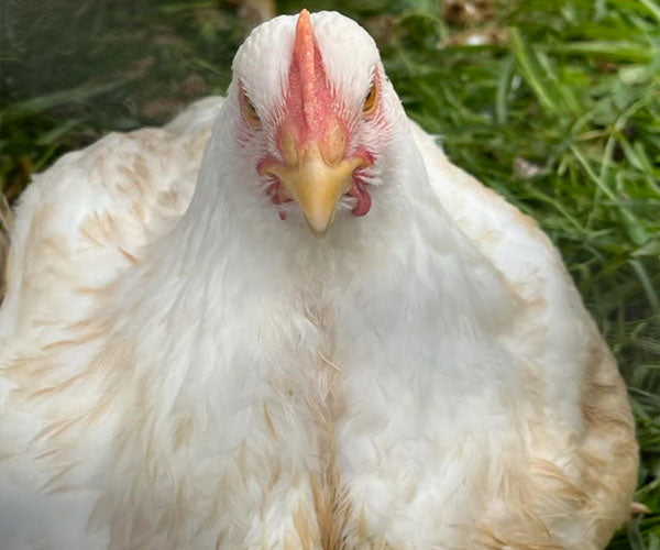 Grass fed chicken is a myth! What our chickens eat on the pasture