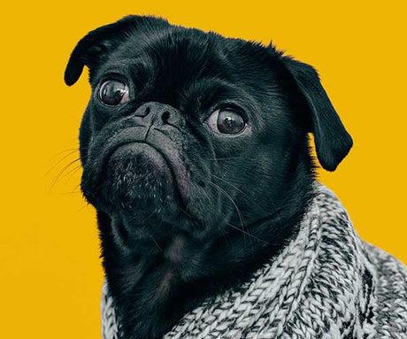 Navigating Your Dog's Digestive Upset During Their Transition to Raw Dog Food