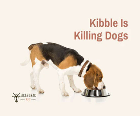 Is Kibble Bad For Dogs?