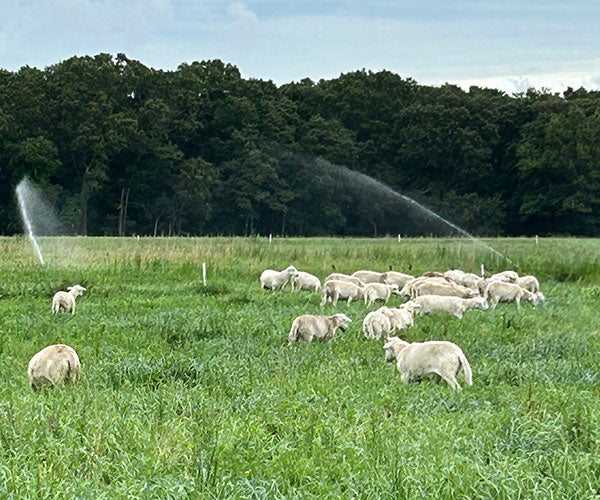 katahdin Sheep at Acabonac Farms