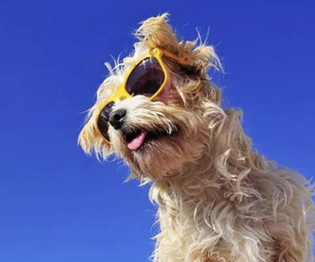 Keep Your Dog Hydrated With Raw Dog Food