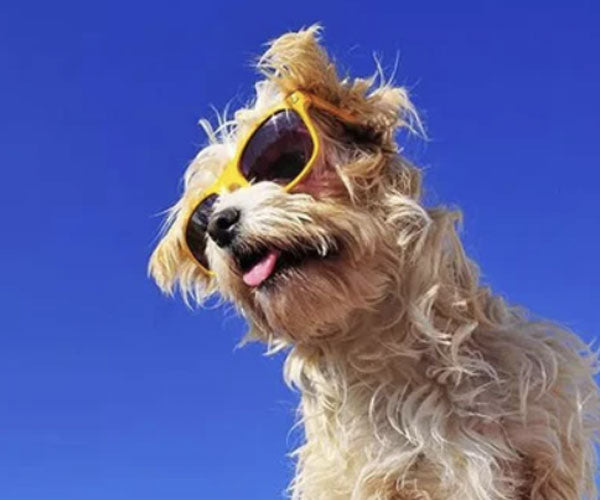 Keep Your Dog Hydrated With Raw Dog Food
