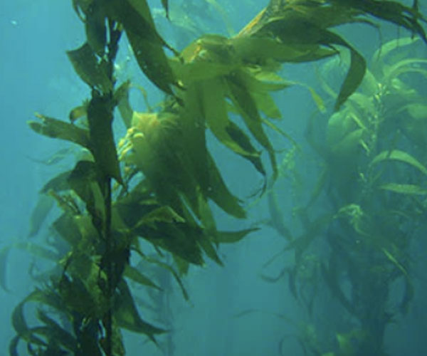 Why Is There Kelp in My Dog Food?