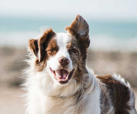 Raw Diet and Dog Dental Care: Unleashing the Benefits