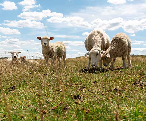 spring lamb is available year round