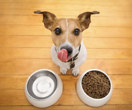 Why We Make Our Own Dog Food at Acabonac Pet