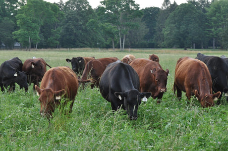 Non-GMO Beef