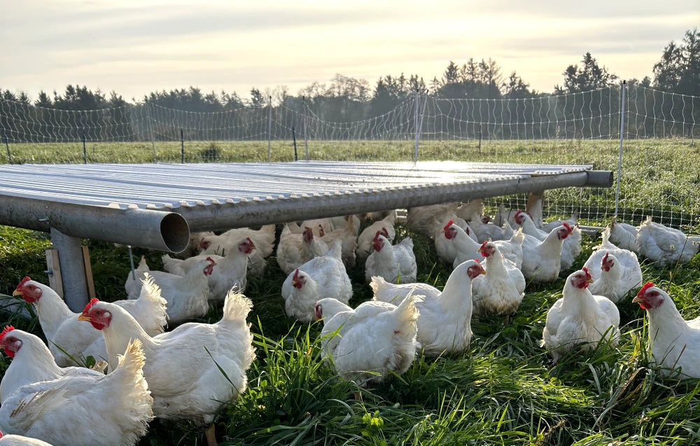 Pasture Raised Chicken vs Free Range vs Cage Free Acabonac Farms