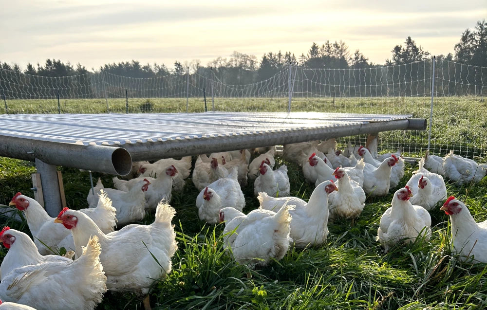 pasture raised chicken vs cage free