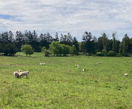 Acabonac Farms' Pasture-Raised Lamb: Your Choice for a Sustainable Future