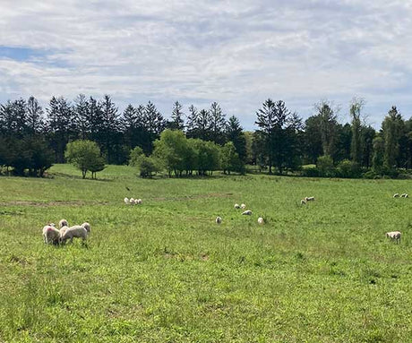 Acabonac Farms' Pasture-Raised Lamb: Your Choice for a Sustainable Future