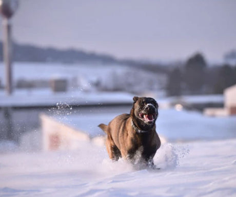 The Benefits of High Quality Protein in Your Raw Dog Food