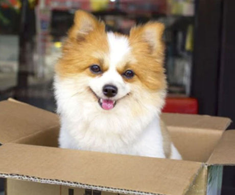 What To Expect With Raw Dog Food Delivery