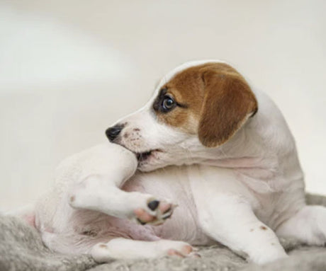 How Raw Dog Food Helps Dogs With Allergies