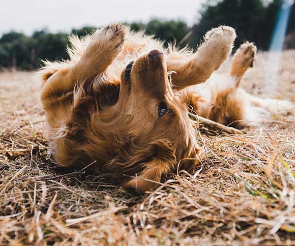 Helping Your Itchy Dog: Tips and the Benefits of a Raw Food Diet