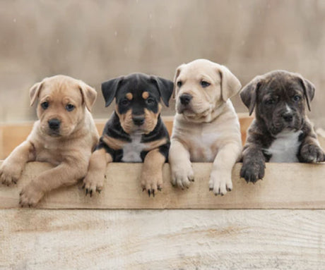 Is Raw Dog Food Safe for Puppies?