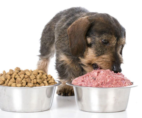 What's Wrong With Dry Dog Food?