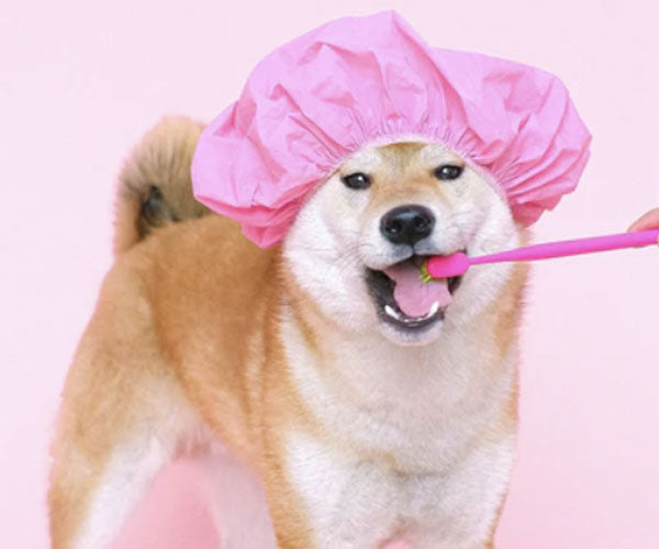 Dog with bad breathe