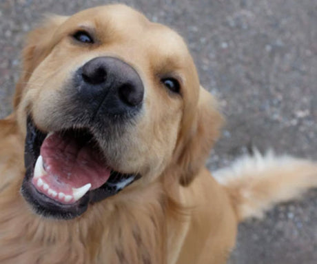 Is Raw Dog Food Better For My Dog’s Teeth?