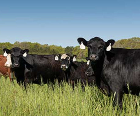 Kids Get It: Middle Schoolers Talk About Grass-Fed Beef and Sustainable Farming