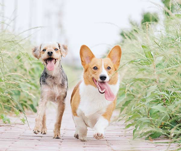 Slow Feeder Dog Bowls: Enhance Your Dog's Eating Experience with Acabonac Pet Raw Dog Food