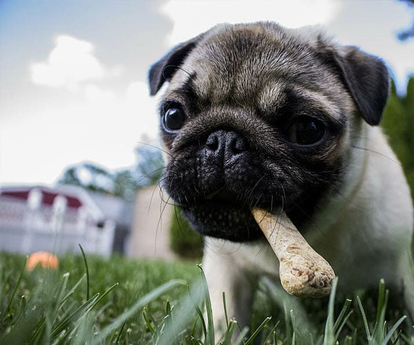 The Best and Safest Bones for Small Dogs Fresh Marrow Bones from Acab