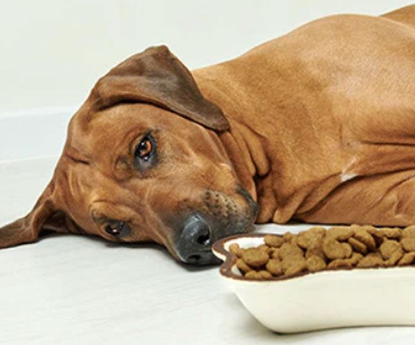 Is The Hidden Sugar in Your Dogs Food Slowly Killing Them?